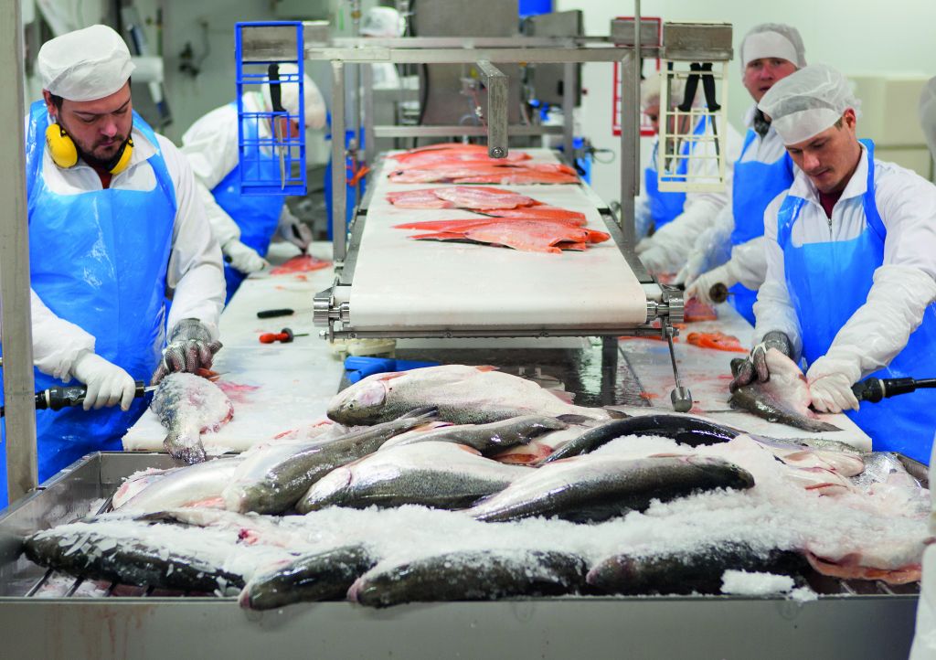 Kalaneuvos Oy työllistää 120 henkilöä. Yritys on Sastamalan suurin yksityinen työnantaja. Kalaneuvos Oy, Martin Kala Oy ja Nordic Fish Oy työllistävät yhteensä 250 kala-alan ammattilaista. (Kuva: Kalaneuvos Oy)