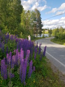 Karhelainen kyläraitti symbolisoi hyvin Pirkan Kylät ry:n kyläasiamiehen näkemystä siit, että maaseutu Pirkanmaalla voi ihan hyvin. (Kuva: Matti Pulkkinen)