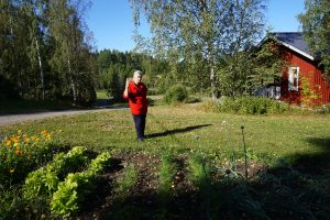 Runsaat 70 vuotta juuresmaiden kanssa ahkeroinut teiskolainen Rauha Taipale sanoo, että itsekasvatetut juurekset, vihannekset ja yrit ovat aitoa lähiruokaa. Taipale on kasvattanut vuosikymmenien ajan muun muassa porkkanoita, punajuuria sekä lanttuja niin paljon, että sato on riittänyt pitkän talven ajaksi. (Kuva: Matti Pulkkinen)